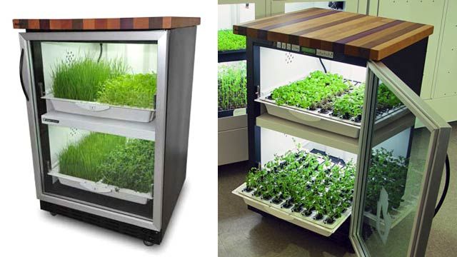 К вопросу о домашнем огородике: от примитивных до Kitchen Nano Garden