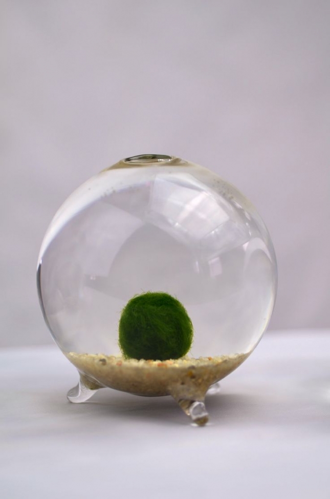 Marimo - Japanese Moss Ball Aquarium