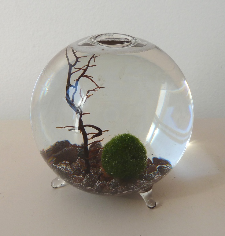 Marimo - Japanese Moss Ball Aquarium