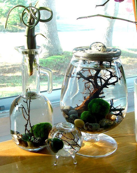 Marimo - Japanese Moss Ball Aquarium