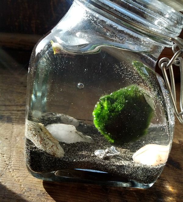 Marimo - Japanese Moss Ball Aquarium