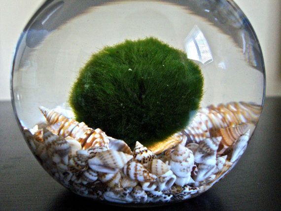 Marimo - Japanese Moss Ball Aquarium