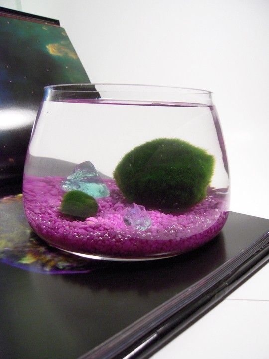 Marimo - Japanese Moss Ball Aquarium