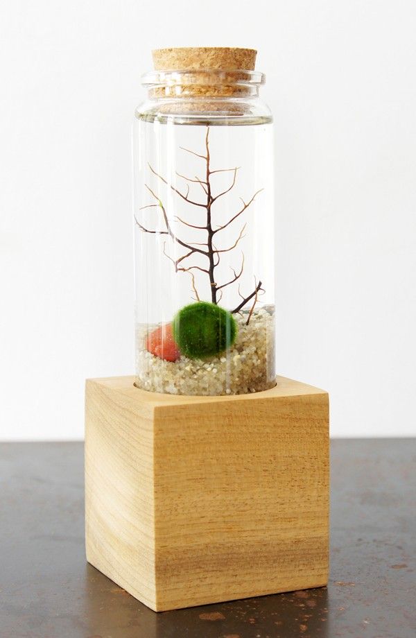 Marimo - Japanese Moss Ball Aquarium