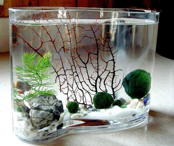 Marimo - Japanese Moss Ball Aquarium