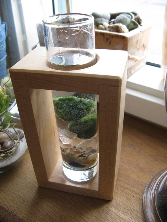 Marimo - Japanese Moss Ball Aquarium