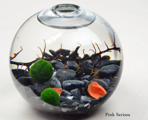 Marimo - Japanese Moss Ball Aquarium