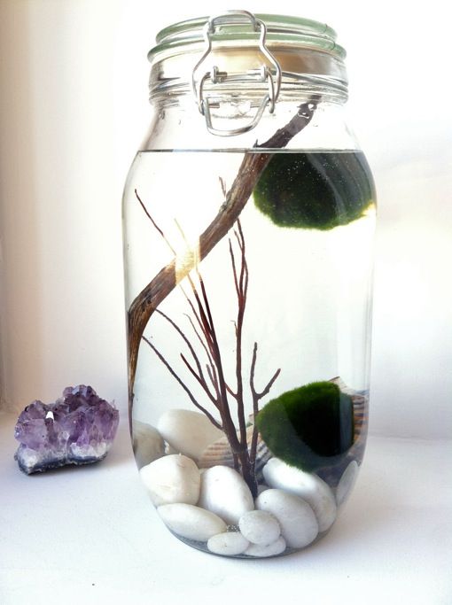 Marimo - Japanese Moss Ball Aquarium