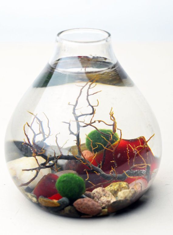 Marimo - Japanese Moss Ball Aquarium