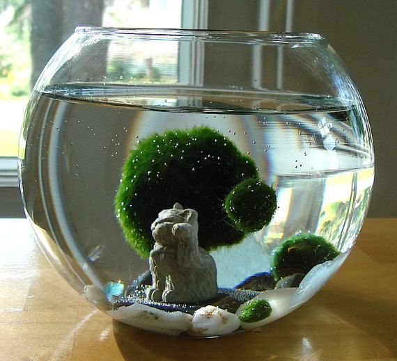 Marimo - Japanese Moss Ball Aquarium