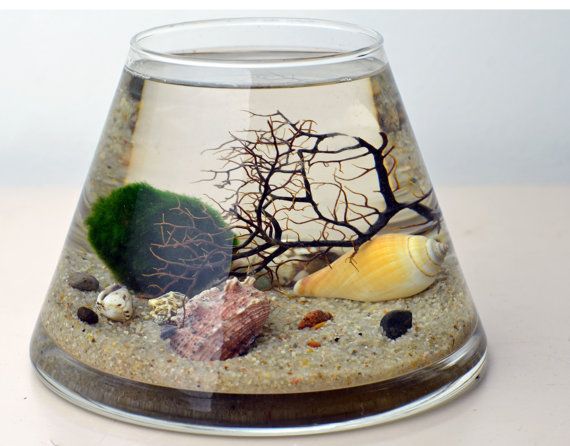 Marimo - Japanese Moss Ball Aquarium