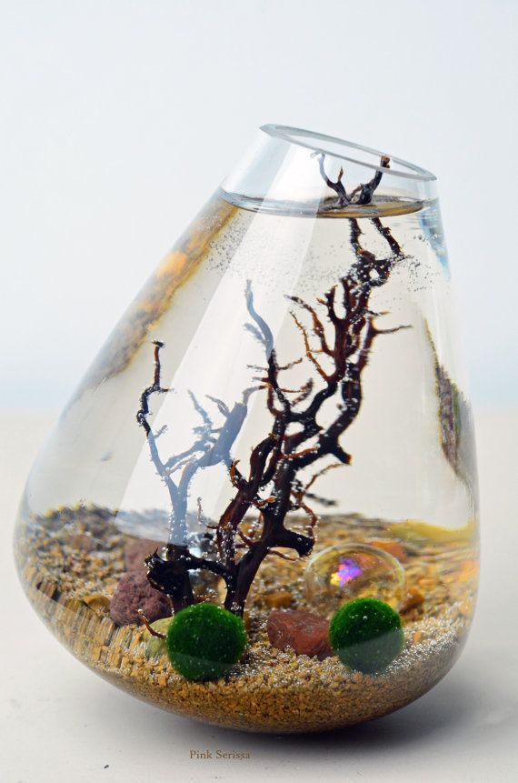 Marimo - Japanese Moss Ball Aquarium