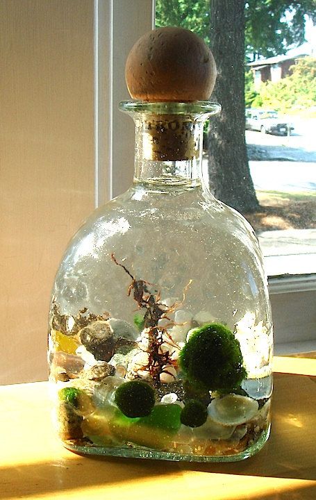 Marimo - Japanese Moss Ball Aquarium