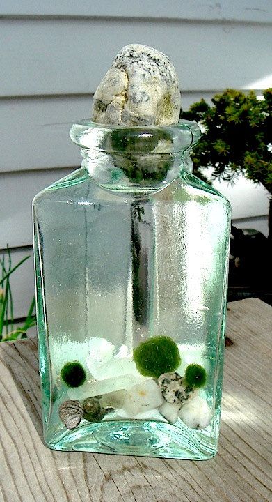 Marimo - Japanese Moss Ball Aquarium