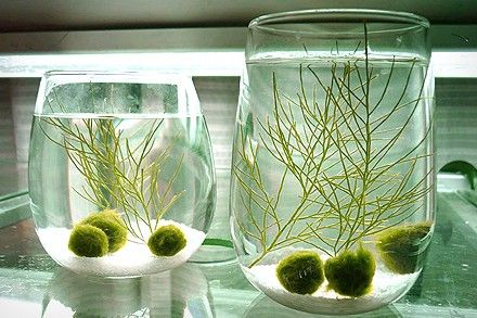 Marimo - Japanese Moss Ball Aquarium