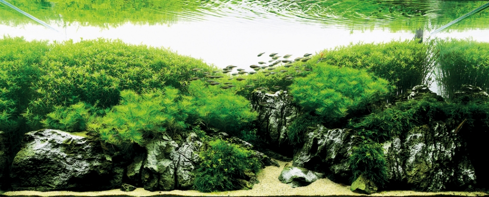 Aquascaping. Невероятный мир аквариумного дизайна