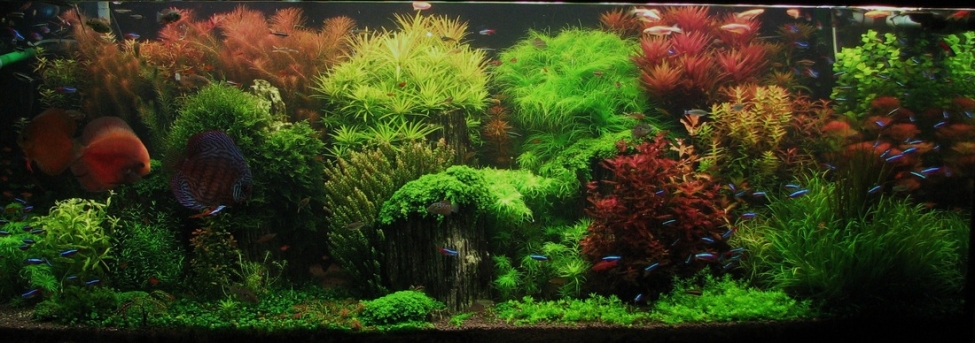 Aquascaping. Невероятный мир аквариумного дизайна