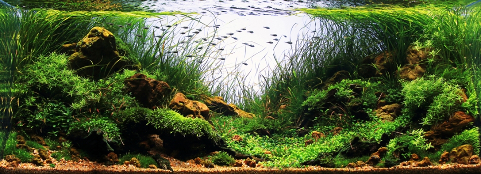 Aquascaping. Невероятный мир аквариумного дизайна