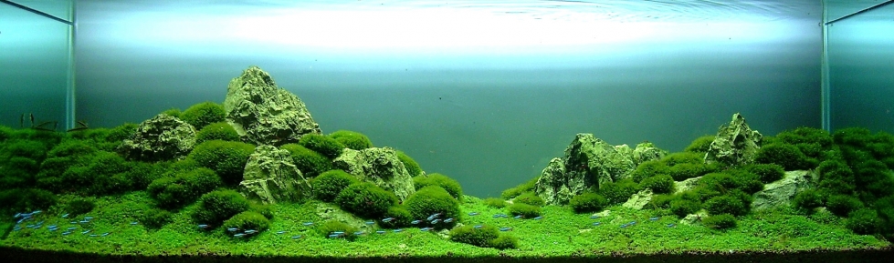 Aquascaping. Невероятный мир аквариумного дизайна