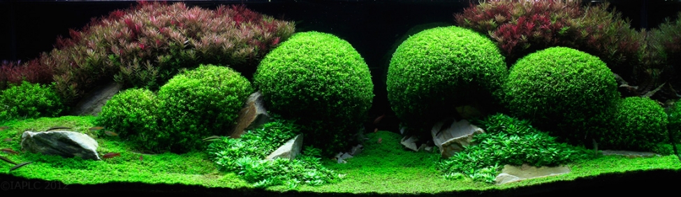 Aquascaping. Невероятный мир аквариумного дизайна