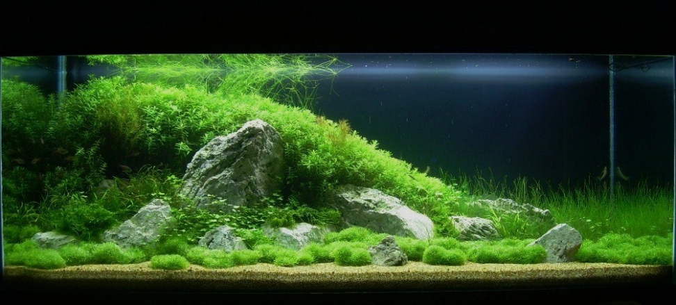 Aquascaping. Невероятный мир аквариумного дизайна