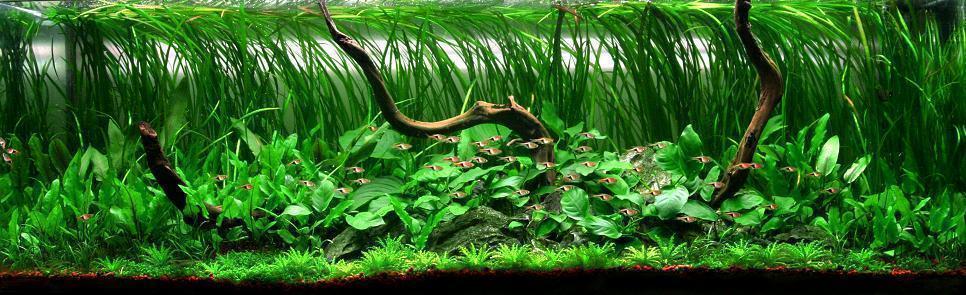 Aquascaping. Невероятный мир аквариумного дизайна