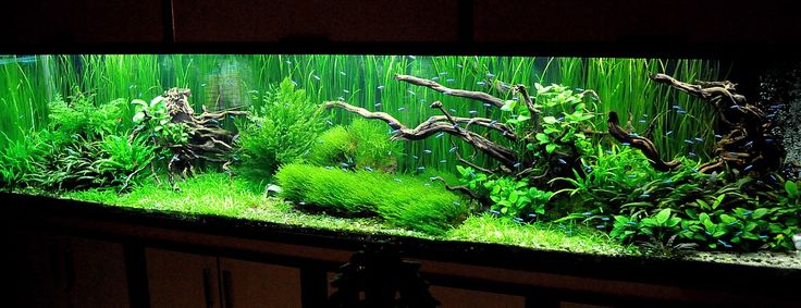 Aquascaping. Невероятный мир аквариумного дизайна