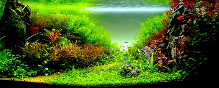 Aquascaping. Невероятный мир аквариумного дизайна