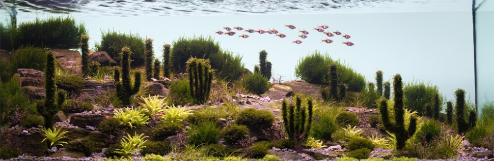 Aquascaping. Невероятный мир аквариумного дизайна