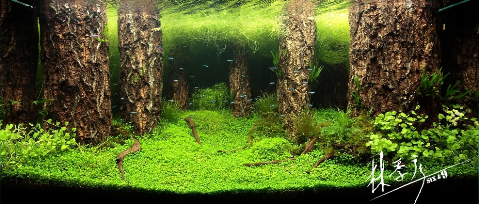 Aquascaping. Невероятный мир аквариумного дизайна