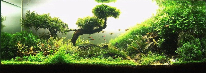 Aquascaping. Невероятный мир аквариумного дизайна