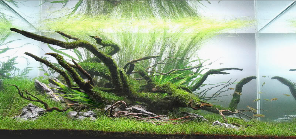 Aquascaping. Невероятный мир аквариумного дизайна