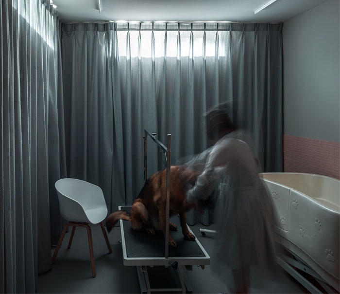 Жилой проект Dog House, предназначенный для владельцев и их любимой собаки