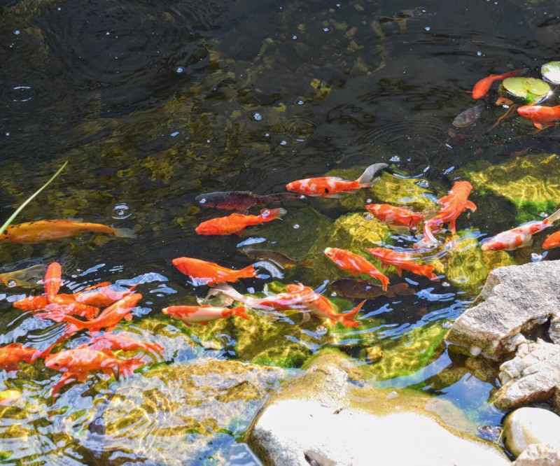 Ресторан средиземноморской кухни в Румынии