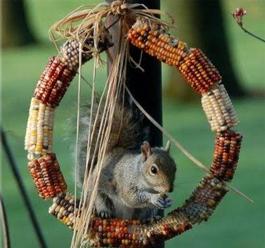 Кормушки и поилки для птиц (от рукодельных до дизайнерских)