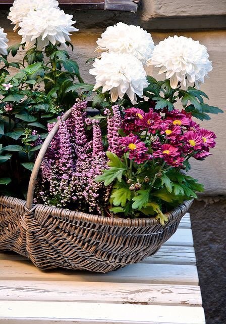 Садовые растения и цветы в плетеных корзинах