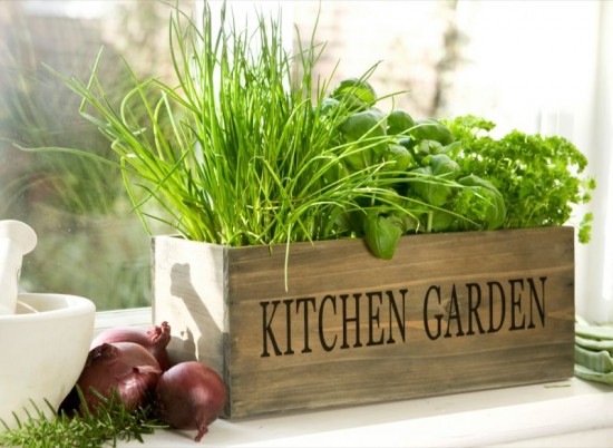 К вопросу о домашнем огородике: от примитивных до Kitchen Nano Garden