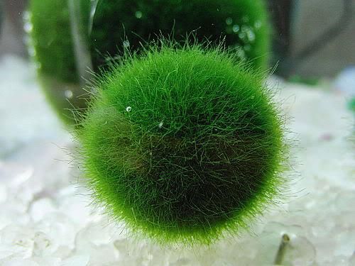 Japanese Moss Ball Aquarium