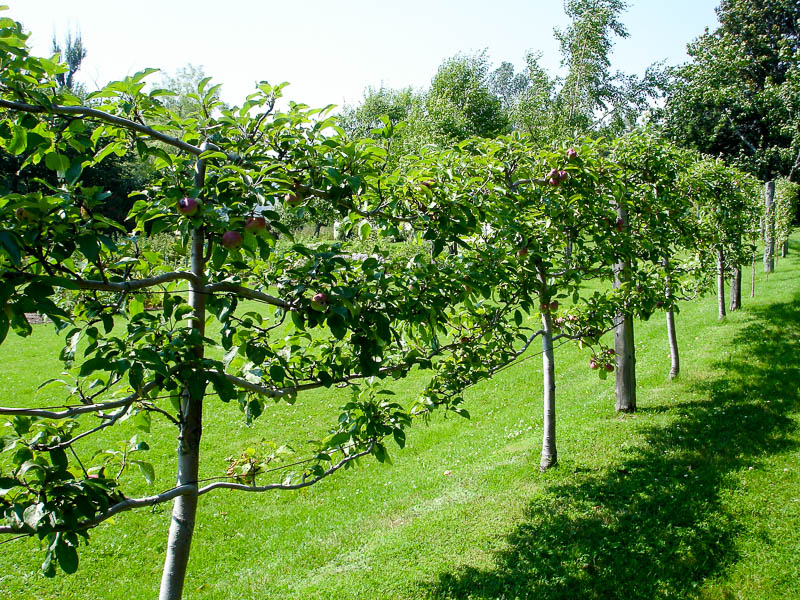 плодовые деревья на шпалере