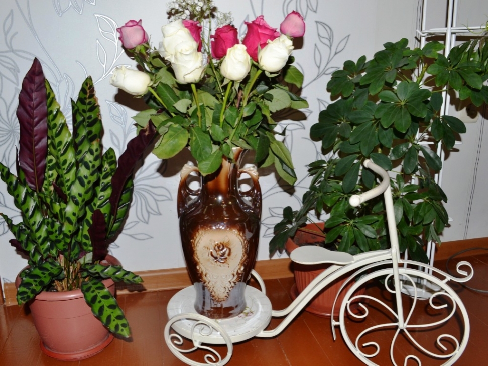 Комнатные растения Комнатные растения