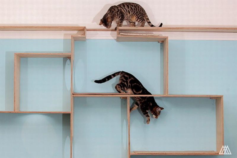 Maison de Moggy: недавно открытое кошачье кафе в Эдинбурге, Шотландия