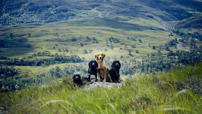 Поместье Glen Affric в Шотландии