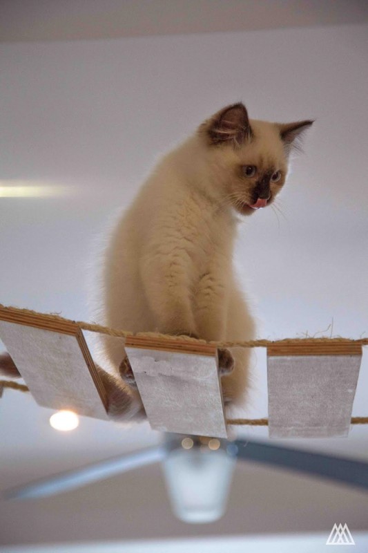 Maison de Moggy: недавно открытое кошачье кафе в Эдинбурге, Шотландия