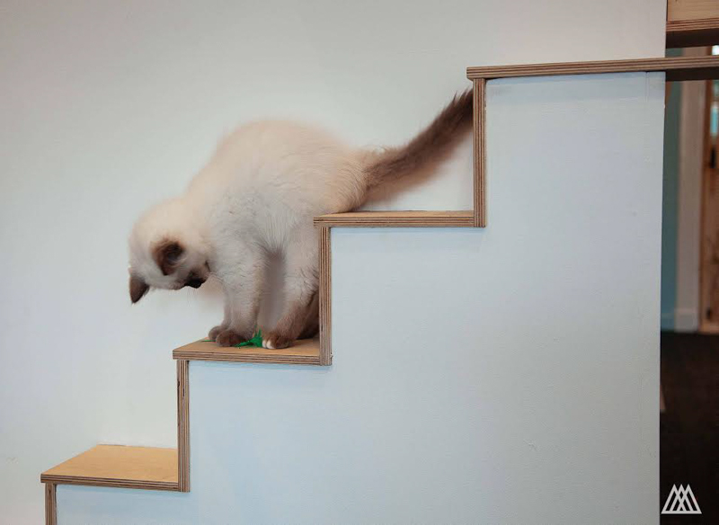 Maison de Moggy: недавно открытое кошачье кафе в Эдинбурге, Шотландия