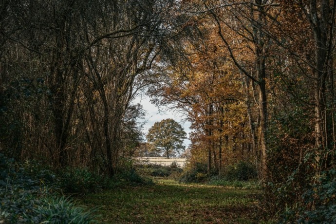 Уединённый дом в лесах Западного Сассекса недалеко от Биллингсхерста, Великобритания