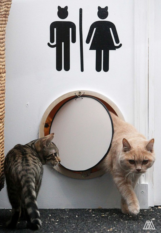 Maison de Moggy: недавно открытое кошачье кафе в Эдинбурге, Шотландия