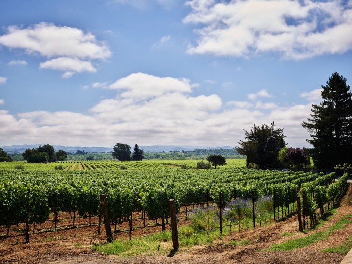 Винодельня Flowers Winery недалеко от города Хилдсбург в округе Сонома, Калифорния