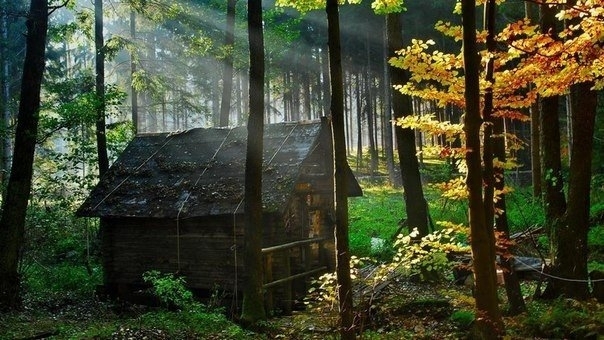 Красивые дома в лесу